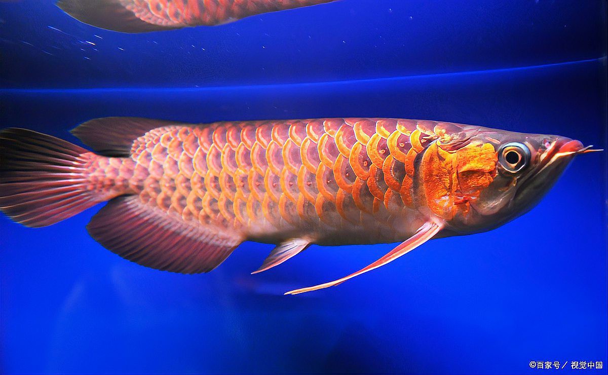 如何判斷印尼紅龍魚是否吃飽？，判斷印尼紅龍魚是否吃飽了寵物營養小課堂龍魚的飼喂要點