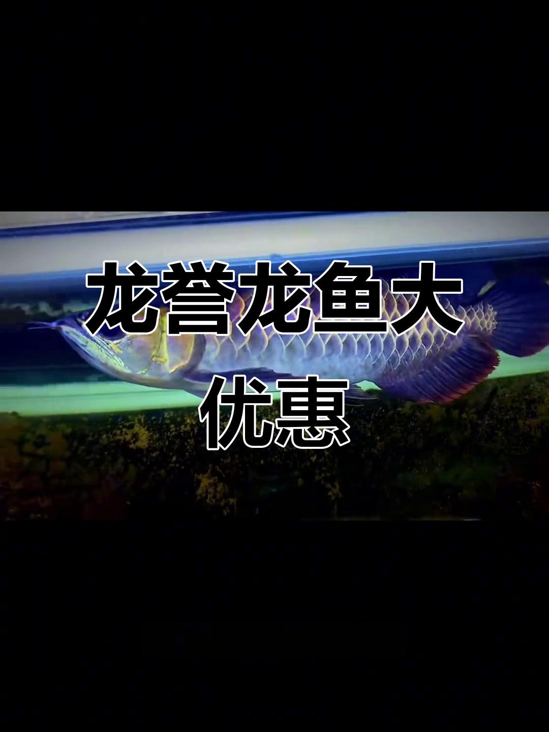 古典龍魚中哪些品種最貴？，古典龍魚中除了古典還有哪些貴品種揭秘四種最昂貴的龍魚