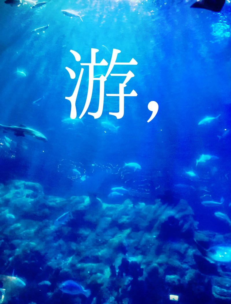 中甸水族店，中甸水族店有哪些特色產品