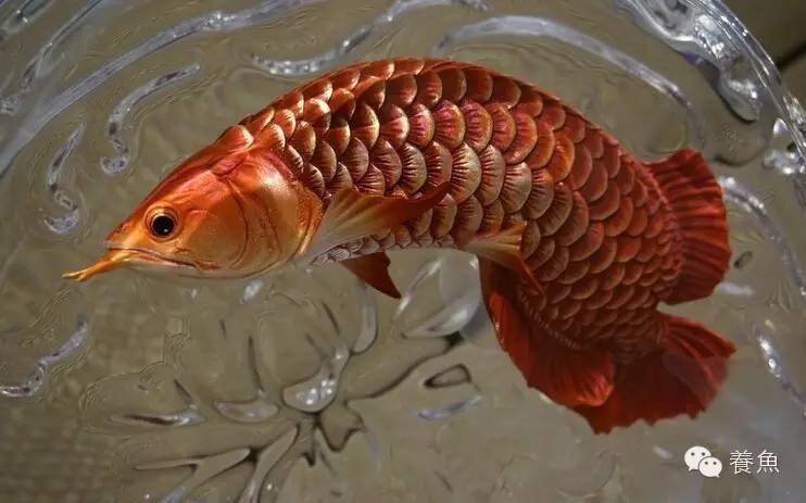 如何判斷龍魚是否中毒？，如何判斷龍魚是否中毒，龍魚中毒后多久會死亡