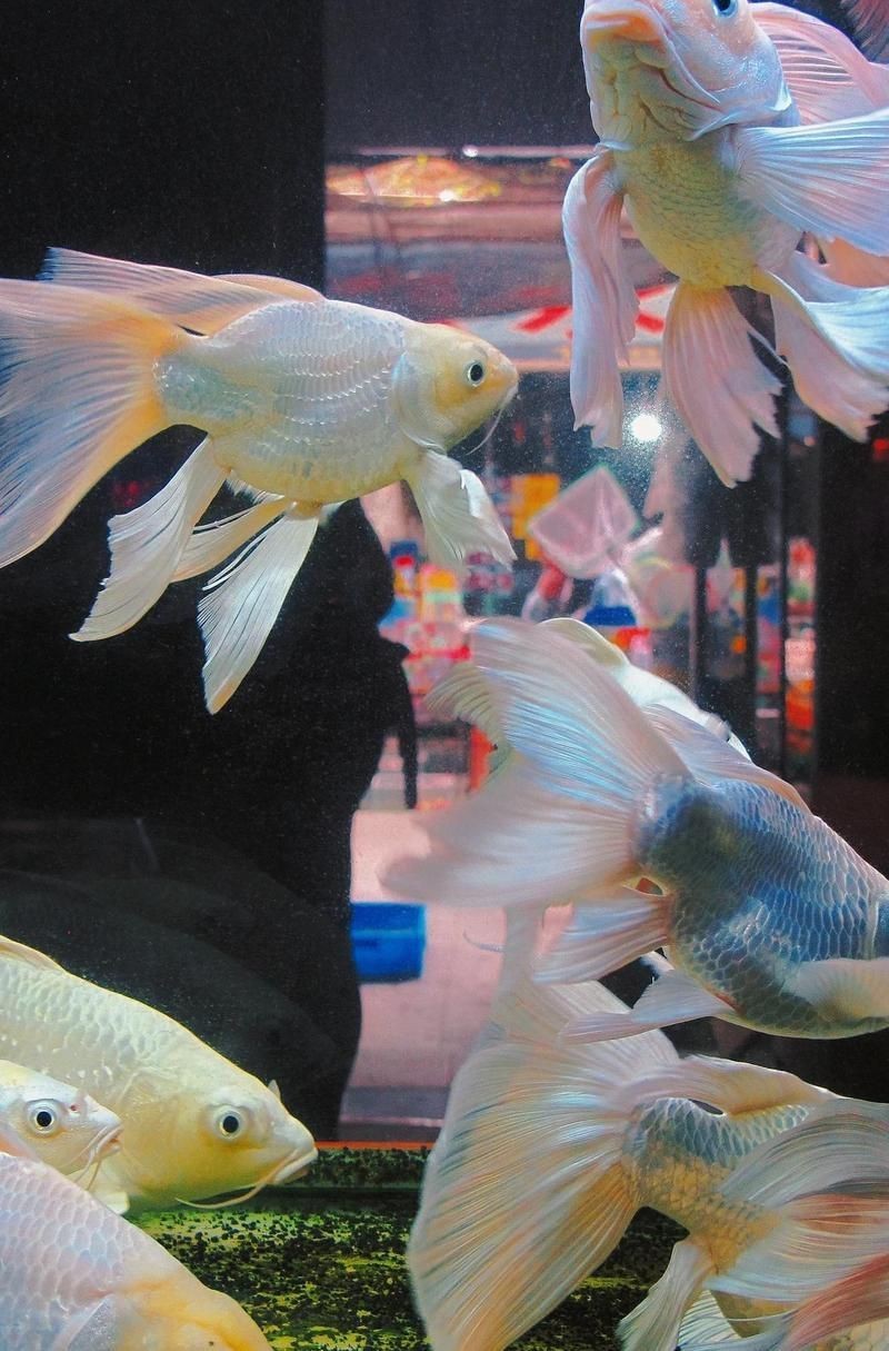 鎮江水族批發市場，探秘鎮江水產批發市場