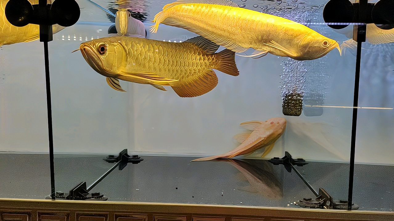 如何區(qū)分食用和觀賞類龍魚？，如何區(qū)分食用與觀賞類龍魚？ 如何區(qū)分食用和觀賞類龍魚？，如何區(qū)分食用與觀賞類龍魚？ 龍魚百科 第5張