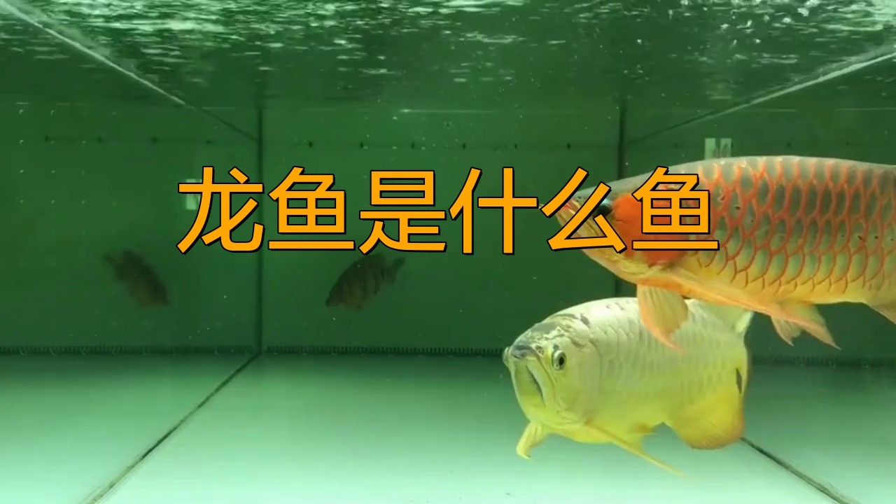 如何區(qū)分食用和觀賞類龍魚？，如何區(qū)分食用與觀賞類龍魚？ 如何區(qū)分食用和觀賞類龍魚？，如何區(qū)分食用與觀賞類龍魚？ 龍魚百科 第2張