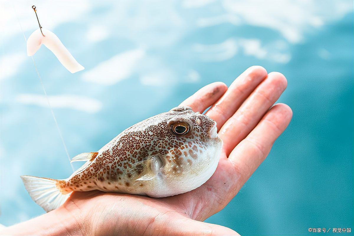 爛鰓病治療期間需要停食嗎？，河豚魚爛鰓并發癥及治療措施小新的正能量發射站