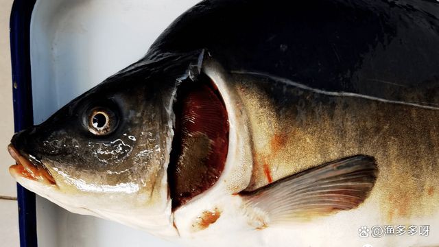 爛鰓病治療期間需要停食嗎？，河豚魚爛鰓并發(fā)癥及治療措施小新的正能量發(fā)射站