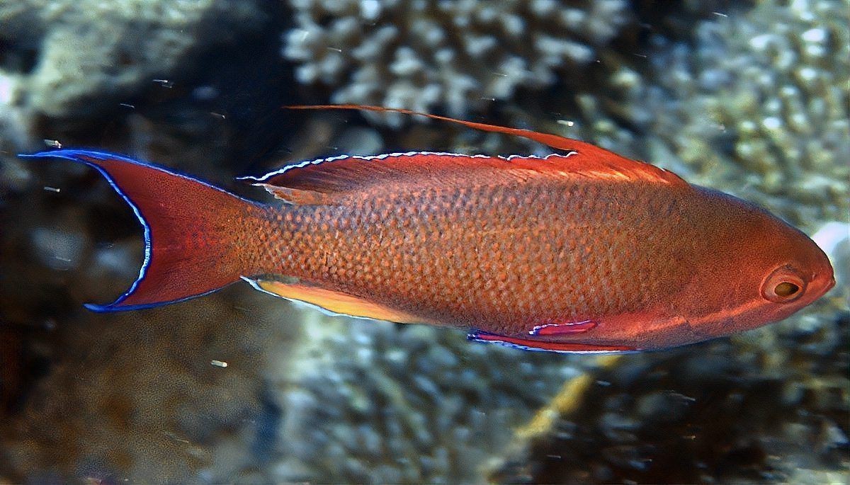 紅尾魚和翹嘴魚哪個更受歡迎？，紅尾魚vs翹嘴魚,誰才是“魚界貴公子”