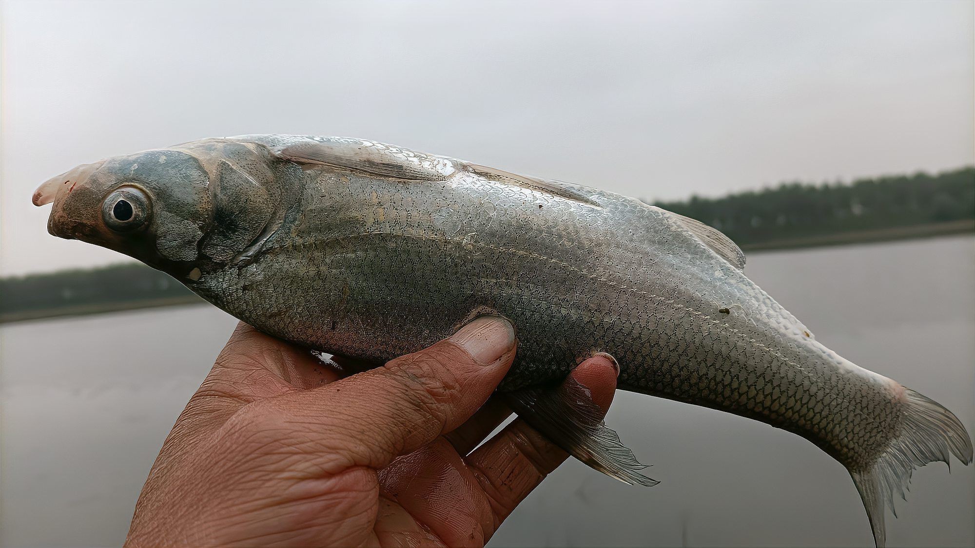 紅尾魚和翹嘴魚哪個更受歡迎？，紅尾魚vs翹嘴魚,誰才是“魚界貴公子”