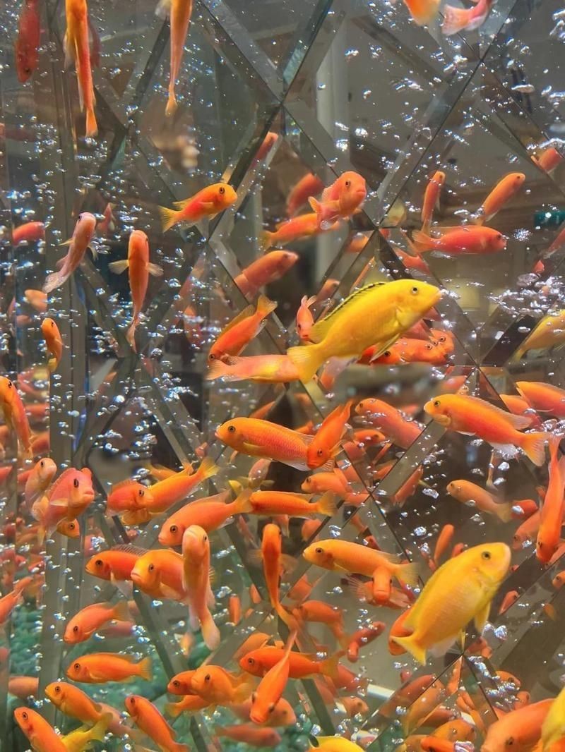 澳門魚缸店，澳門魚缸店打卡攻略小眾又出片柴可豬斯基柴可豬斯基