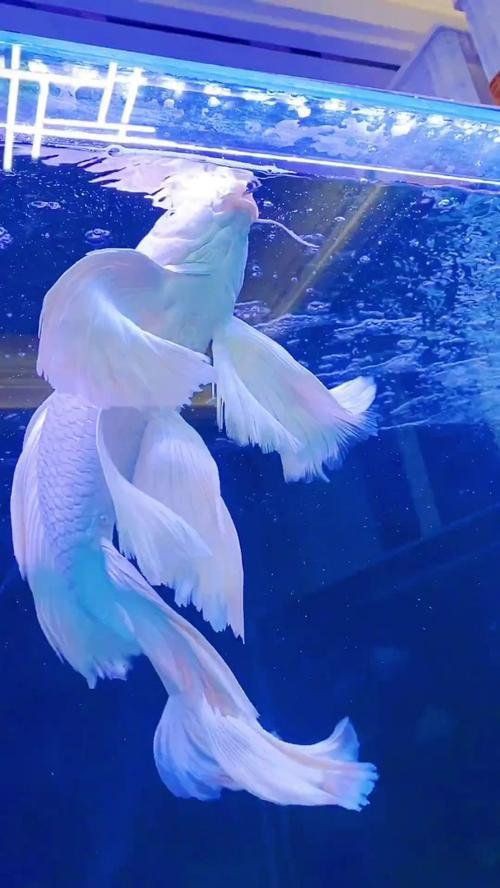 澳門魚缸店，澳門魚缸店打卡攻略小眾又出片柴可豬斯基柴可豬斯基