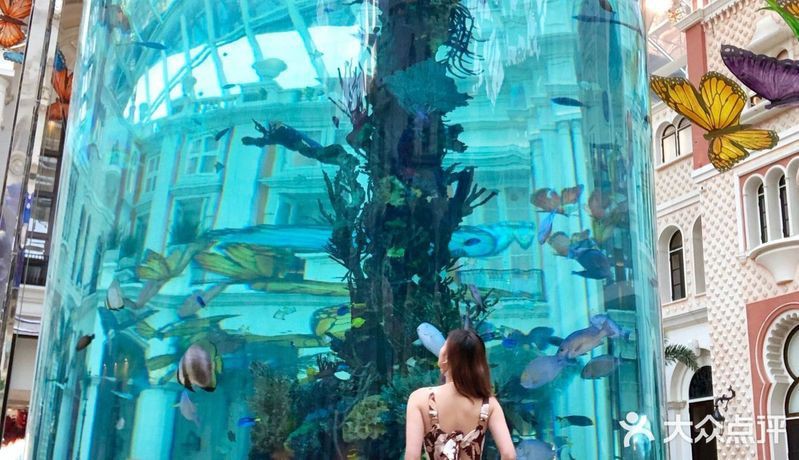 澳門魚缸店，澳門魚缸店打卡攻略小眾又出片柴可豬斯基柴可豬斯基