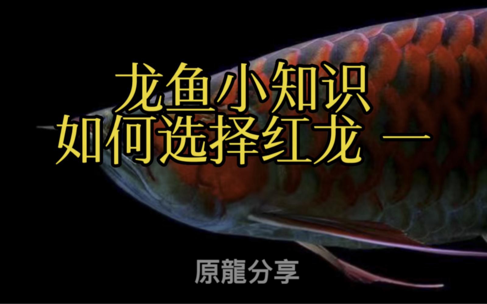 如何挑選一條品相好的紅龍魚？，如何挑選優質的紅龍魚