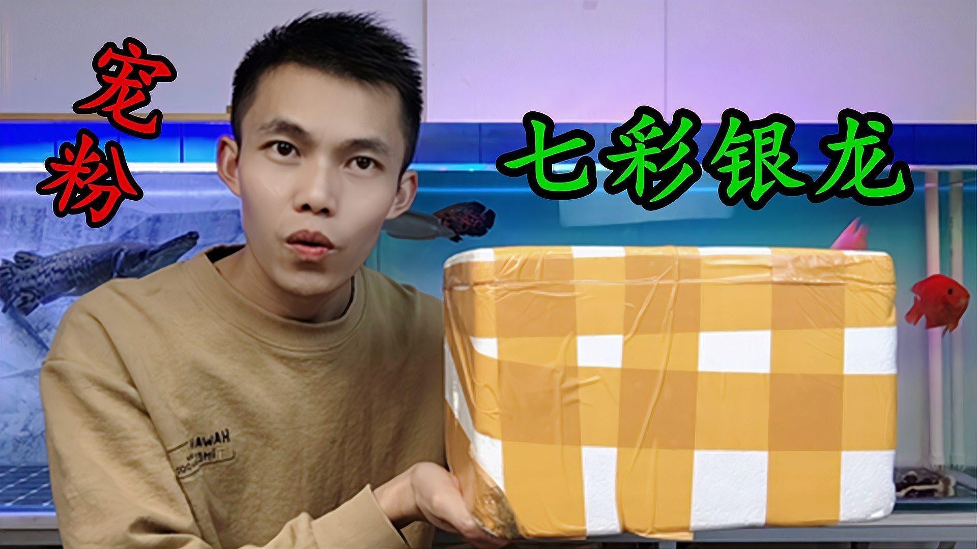 如何選購高質(zhì)量的七彩銀龍魚？，如何挑選高質(zhì)量的七彩銀龍魚 如何選購高質(zhì)量的七彩銀龍魚？，如何挑選高質(zhì)量的七彩銀龍魚 龍魚論壇 第2張