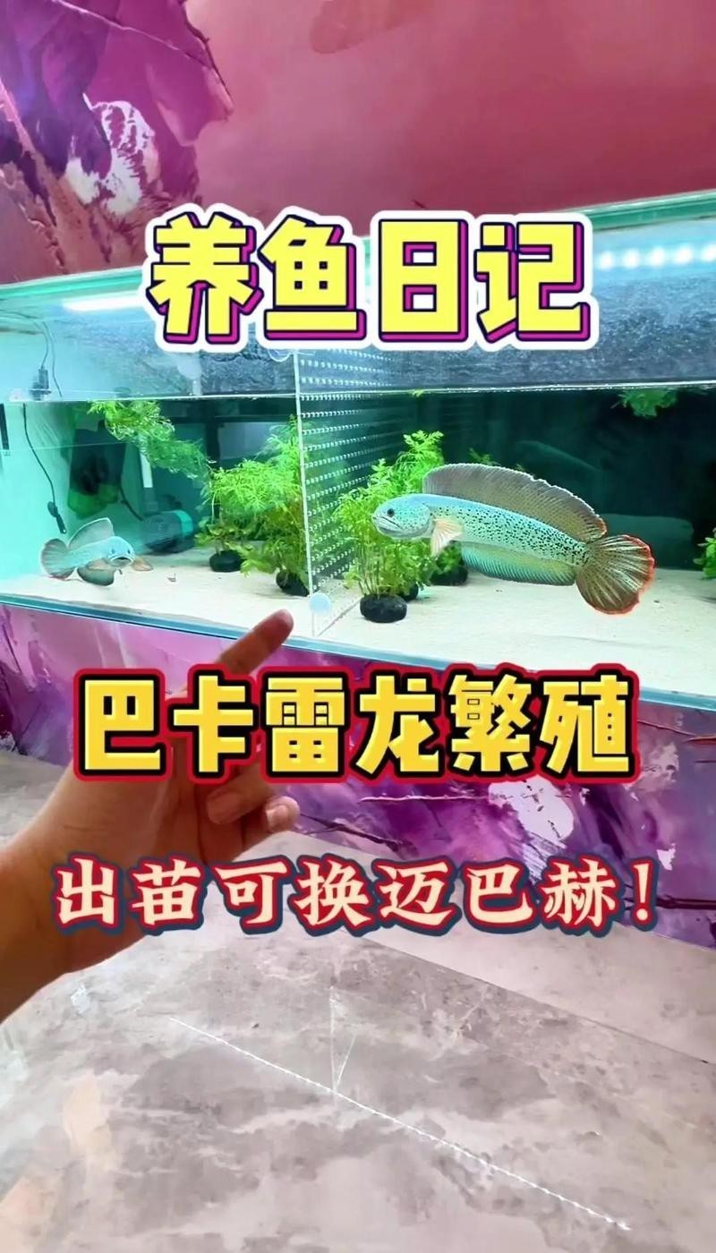 巴卡雷龍繁殖需要哪些設(shè)備，巴卡雷龍繁殖對設(shè)備有一定要求，魚缸空間至關(guān)重要，建議至少60cm大小