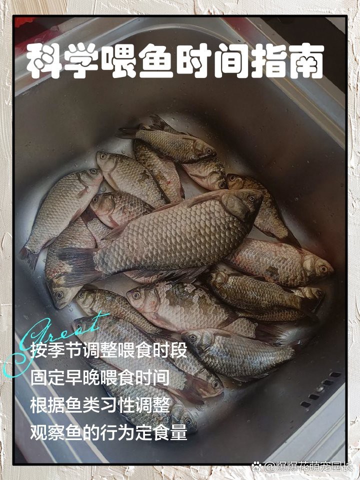 50公分的紅龍多久喂一次，50公分的紅龍魚喂養指南:讓你的龍魚健康成長杜飛飛的車 50公分的紅龍多久喂一次，50公分的紅龍魚喂養指南:讓你的龍魚健康成長杜飛飛的車 龍魚百科 第2張