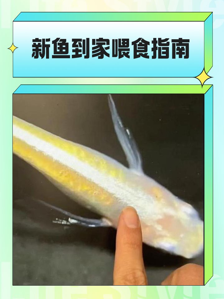 50公分的紅龍多久喂一次，50公分的紅龍魚喂養指南:讓你的龍魚健康成長杜飛飛的車 50公分的紅龍多久喂一次，50公分的紅龍魚喂養指南:讓你的龍魚健康成長杜飛飛的車 龍魚百科 第4張