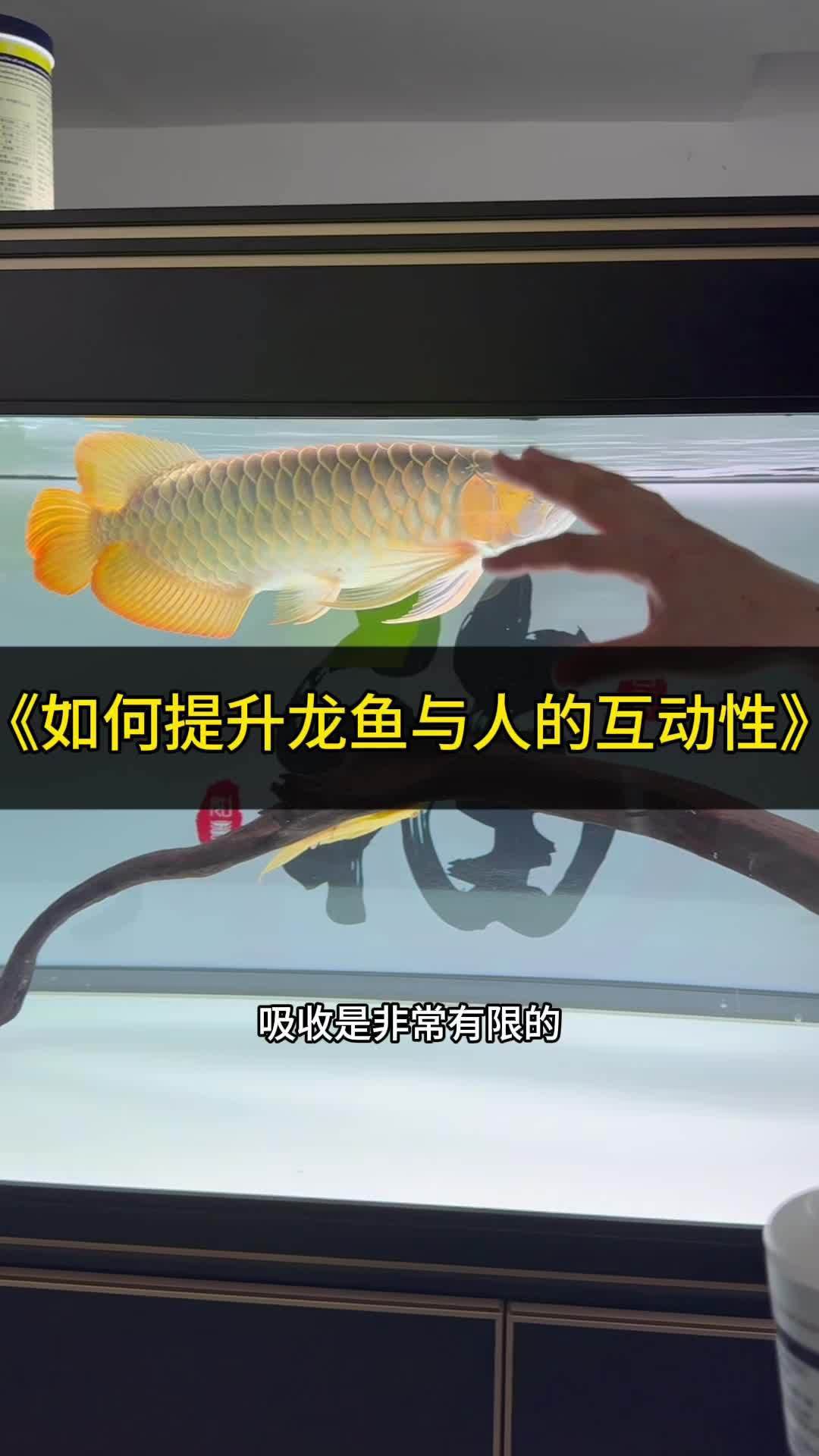 如何安全地與紅龍魚互動？，《如何安全地與紅龍魚互動》如何安全地與紅龍魚互動