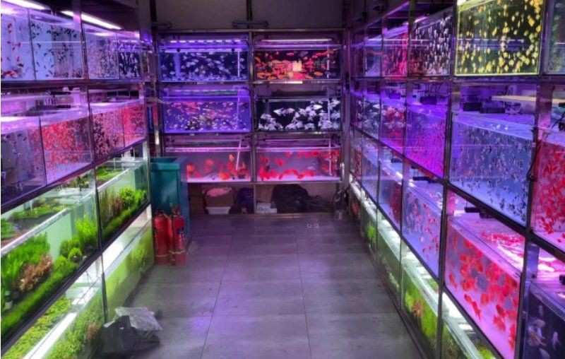 鞍山魚缸批發(fā)市場(chǎng)，鞍山三臺(tái)子觀賞魚交易中心