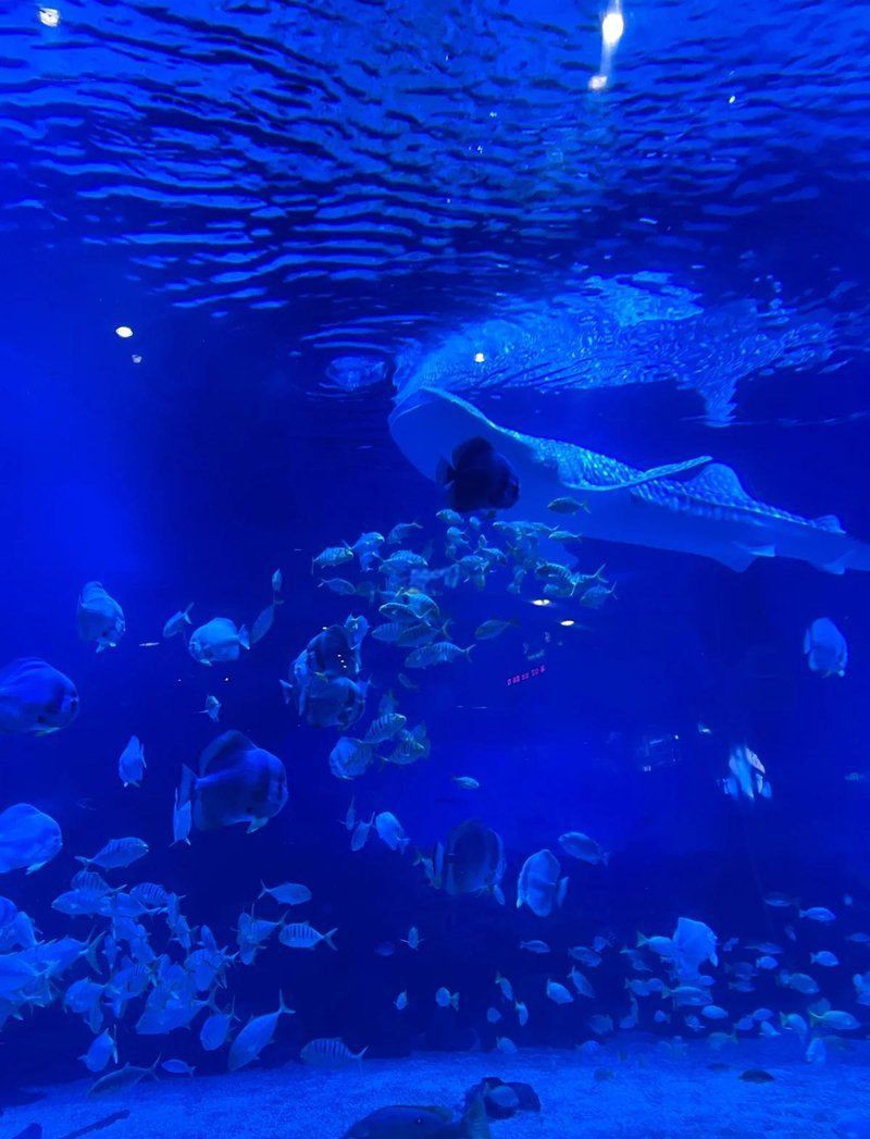 煙臺水族館，煙臺人魚童話館