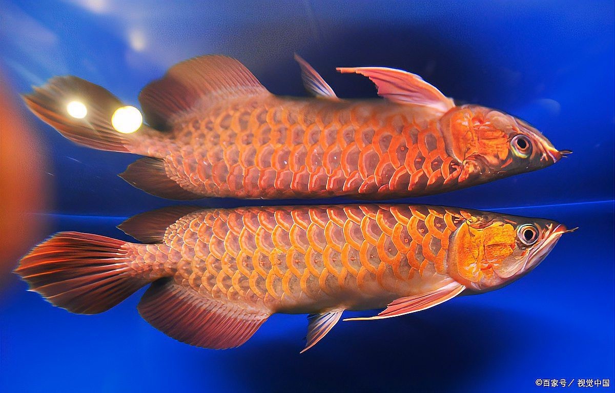 古典龍魚(yú)的最佳生長(zhǎng)溫度是多少？，古典龍魚(yú)溫度多少度合適揭秘水族箱中的溫度奧秘