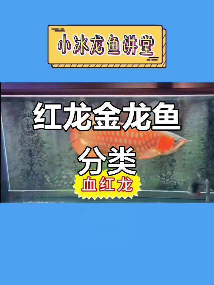 如何辨別紅金龍魚的品種？，教你輕松辨別真假紅金龍魚，視頻揭秘! 如何辨別紅金龍魚的品種？，教你輕松辨別真假紅金龍魚，視頻揭秘! 龍魚百科 第1張