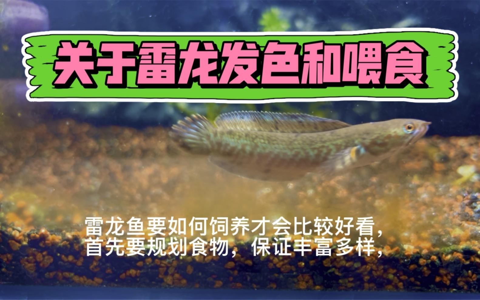 哪些食物有助于雷龍魚發(fā)色？，雷龍喂什么發(fā)色好