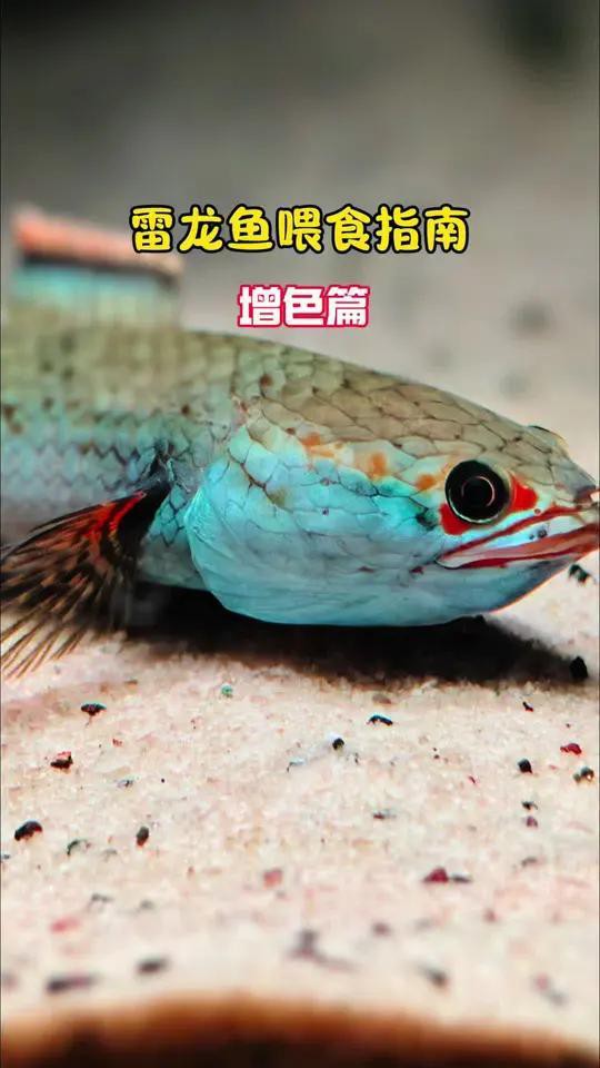 哪些食物有助于雷龍魚發(fā)色？，雷龍喂什么發(fā)色好