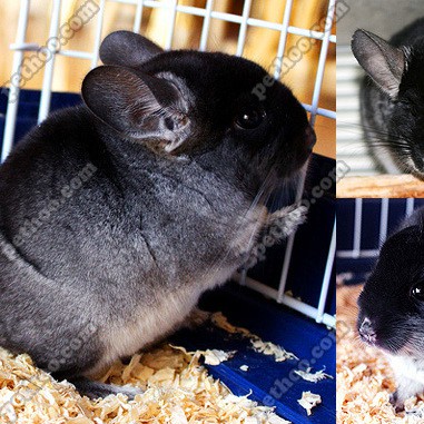 哪種龍貓品種壽命最長？，關于龍貓品種中壽命最長的問題，絲絨黑龍貓的壽命有多長