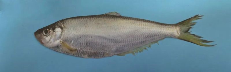 鰳魚俗稱什么魚，吃一口鰳魚把春天吃進肚里