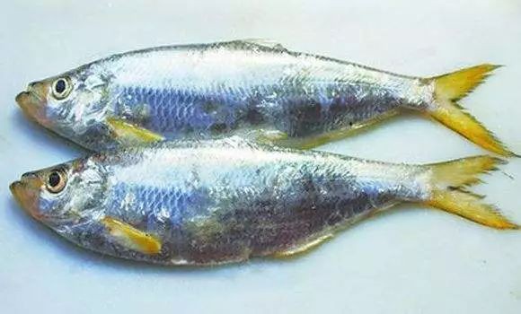 鰳魚俗稱什么魚，吃一口鰳魚把春天吃進肚里