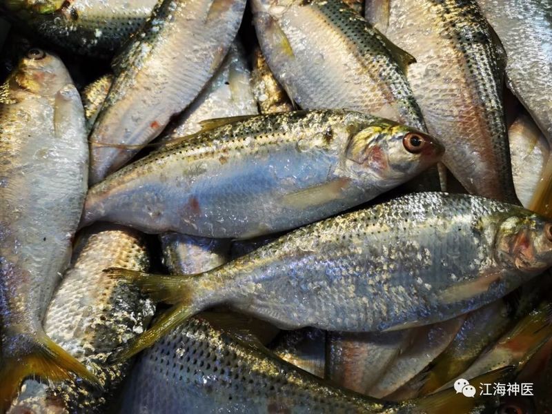 鰳魚俗稱什么魚，吃一口鰳魚把春天吃進肚里