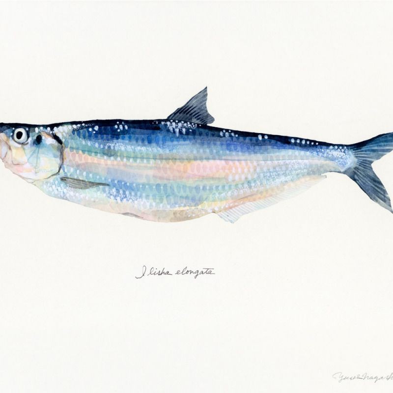 鰳魚俗稱什么魚，吃一口鰳魚把春天吃進肚里
