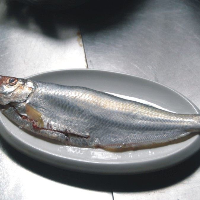 鰳魚俗稱什么魚，吃一口鰳魚把春天吃進肚里