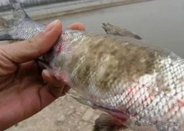 如何判斷龍魚水霉病是否痊愈？，如何判斷龍魚水霉病是否痊愈