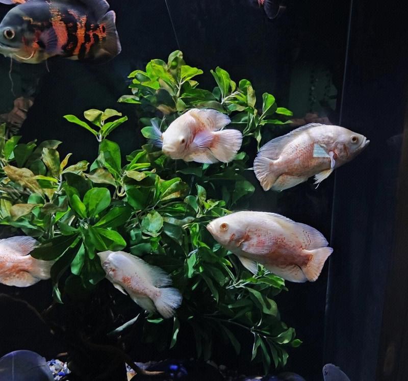 內江水族店，七秒水族（睿美水族內江專賣店）