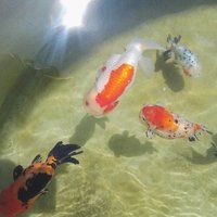 赤峰龍魚店，我們赤峰四十年·商貿篇