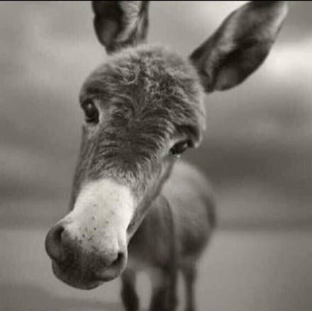 好運錦鯉的寓意和象征，錦鯉的寓意和寓意 好運錦鯉的寓意和象征，錦鯉的寓意和寓意 全國水族館企業(yè)名錄 第2張