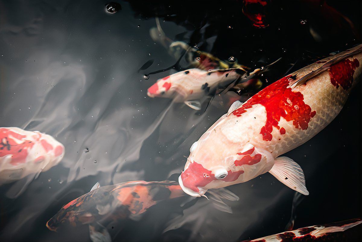 好運錦鯉的寓意和象征，錦鯉的寓意和寓意 好運錦鯉的寓意和象征，錦鯉的寓意和寓意 全國水族館企業(yè)名錄 第18張