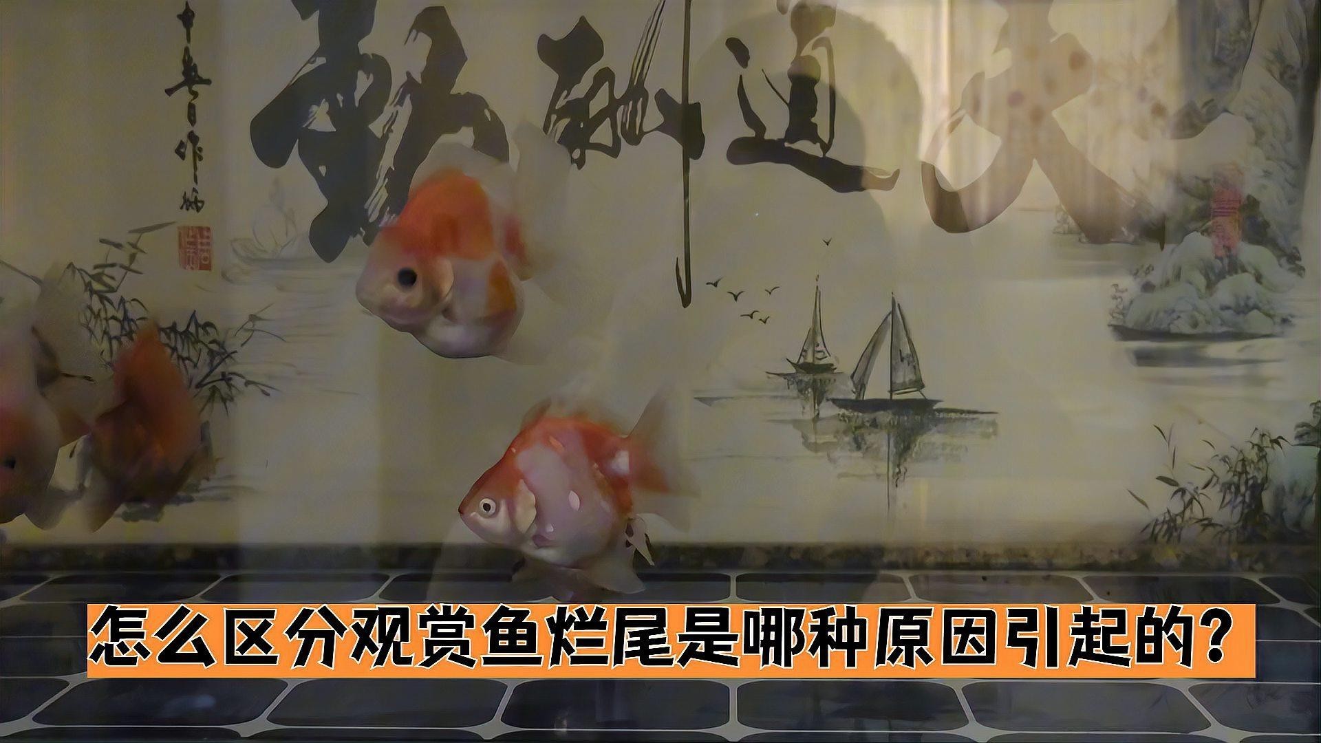 如何判斷龍睛金魚是否得了爛尾病？，龍睛金魚爛尾病如何區分觀賞魚爛尾是哪種原因引起的