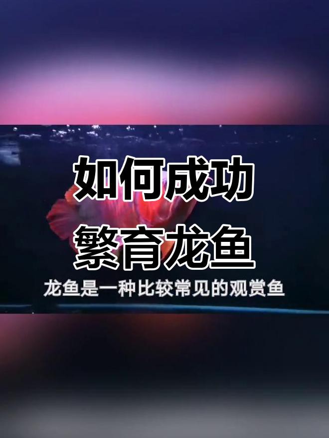 如何飼養(yǎng)和繁殖短身福龍魚，《如何飼養(yǎng)和繁殖短身福龍魚》