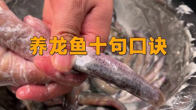 如何飼養(yǎng)和繁殖短身福龍魚，《如何飼養(yǎng)和繁殖短身福龍魚》