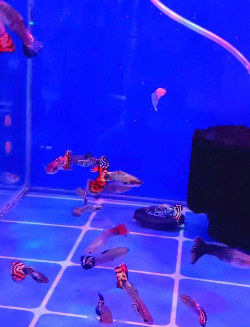西安魚缸批發市場，西安水族批發市場綜合信息整理朱雀花卉市場3511花鳥市場 西安魚缸批發市場，西安水族批發市場綜合信息整理朱雀花卉市場3511花鳥市場 全國水族館企業名錄 第1張