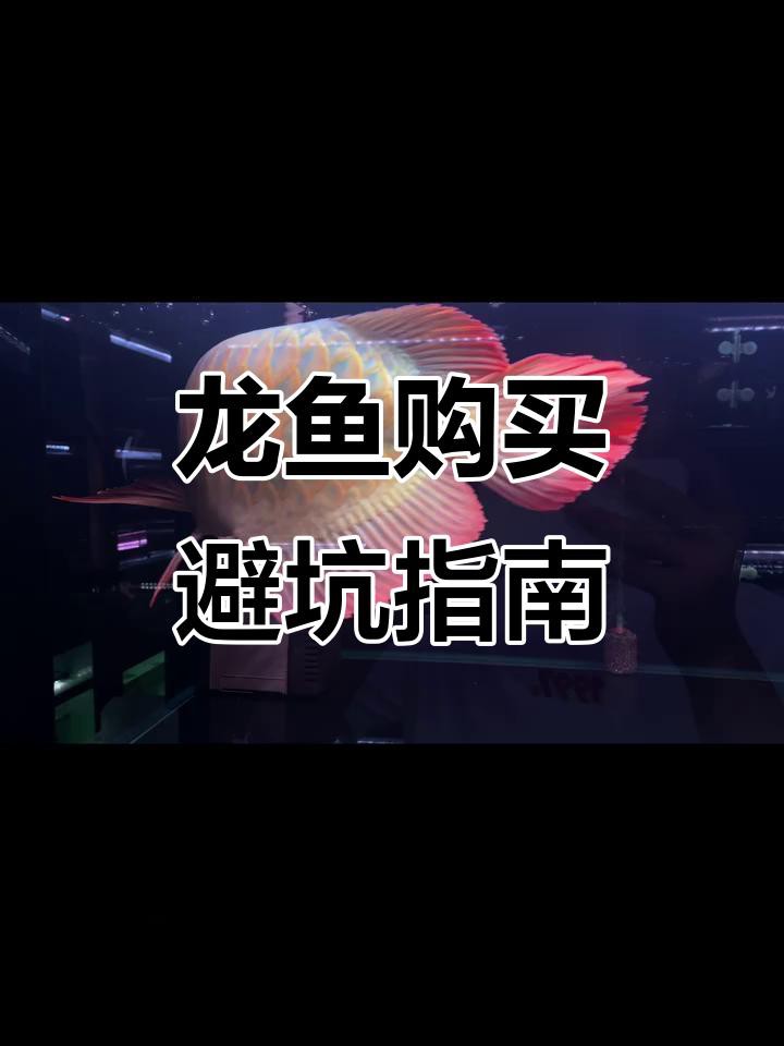 如何辨別真假海中龍魚？，如何辨別真假海中龍魚真偽教你識別真假海中龍魚