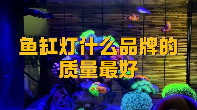 哪些品牌的龍魚缸燈比較推薦？，2025年魚缸照明燈十大品牌排行榜