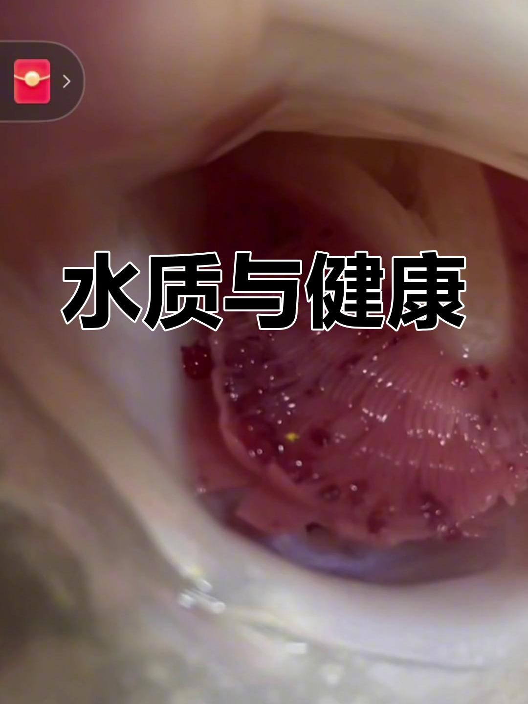 如何判斷龍魚鰓蓋問題是否嚴重？，如何判斷龍魚鰓蓋問題是否嚴重