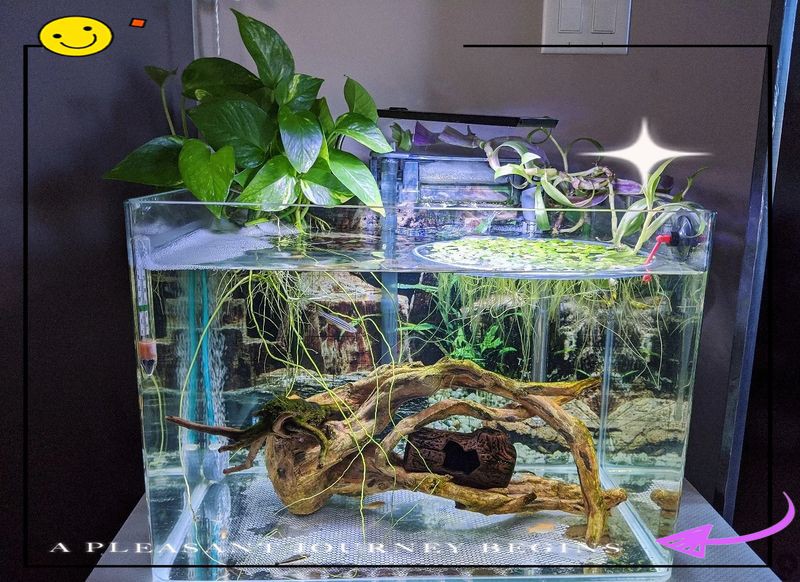 白城魚(yú)缸維護(hù)，《白城魚(yú)缸維護(hù)》