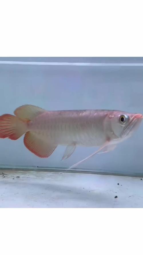 推薦一些高質量的紅龍魚壁紙，紅龍魚壁紙精選