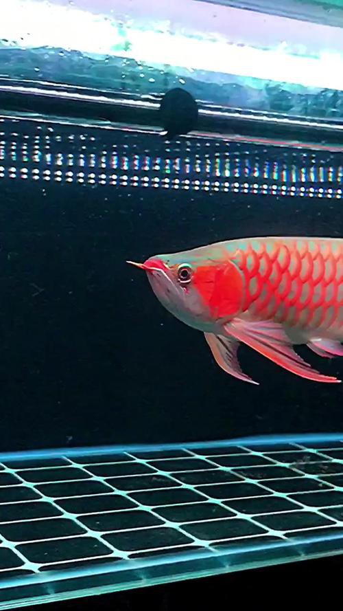 推薦一些高質量的紅龍魚壁紙，紅龍魚壁紙精選