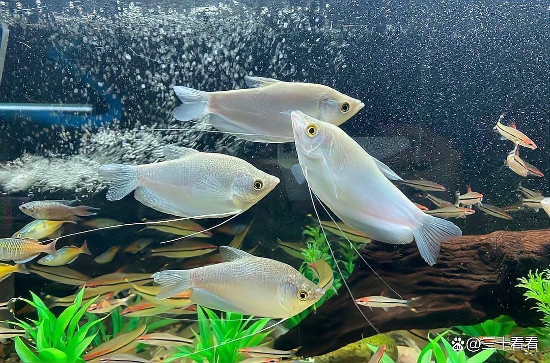 曼龍魚公母比例多少合適？，三十看看,曼龍魚的繁殖需要注意哪些問題