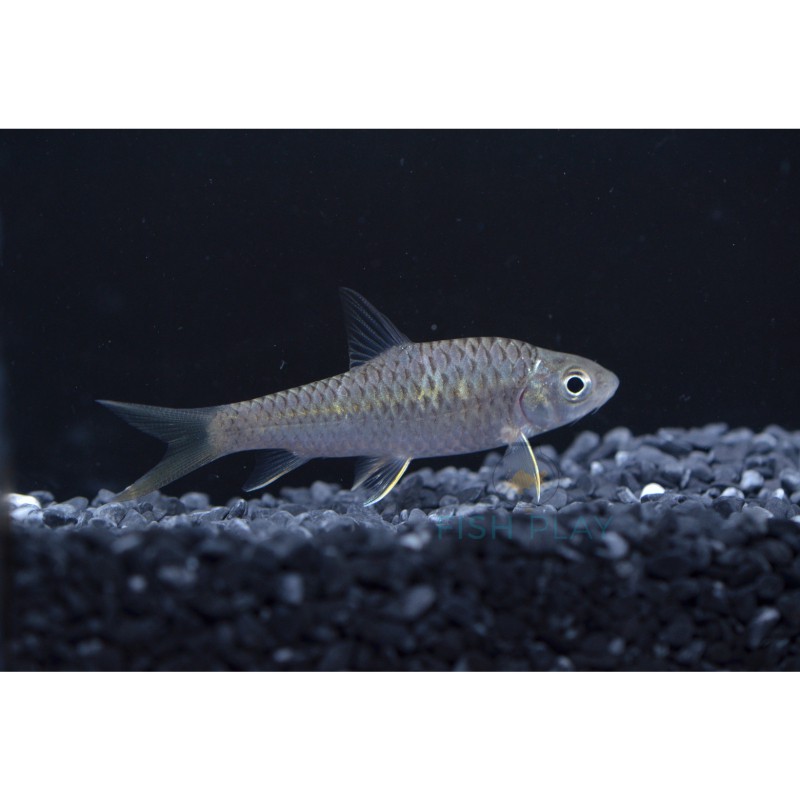 東南亞魚類圖鑒，《東南亞魚類圖鑒》瀾滄江中下游特有魚刺身\