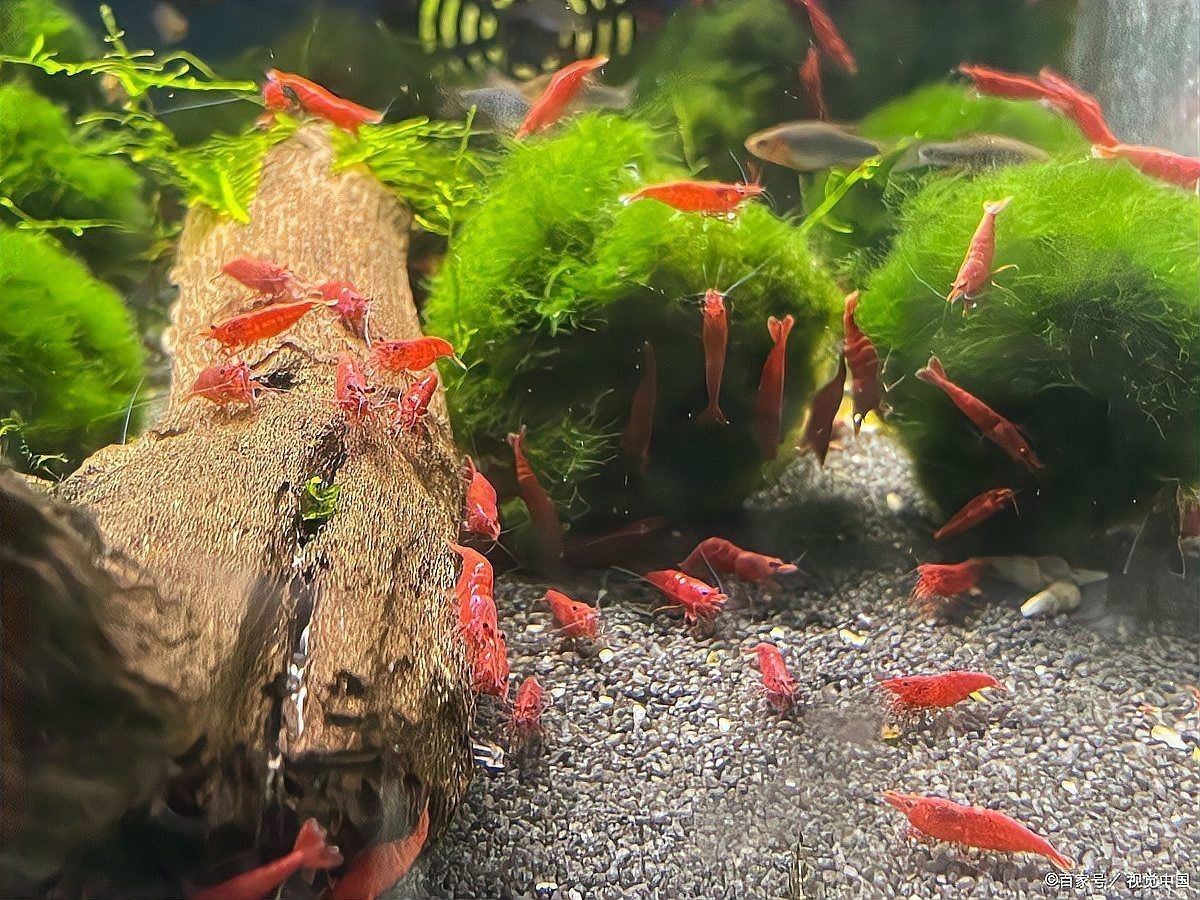 武漢魚缸維護,武漢魚缸專業維護全攻略 全國水族館企業名錄 第8張 武漢魚缸維護,武漢魚缸專業維護全攻略 武漢魚缸維護,武漢魚缸專業維護全攻略 全國水族館企業名錄 第8張